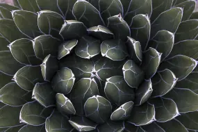 Agave  | Agave |   – provided by Marion Photography Inc.