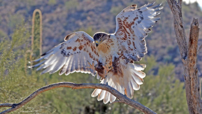 Hero Display Image  – provided by Visit Tucson - Phil Coleman