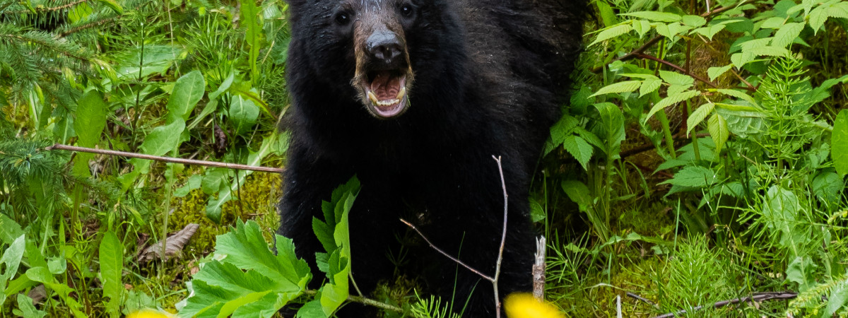 Bär in Juneau