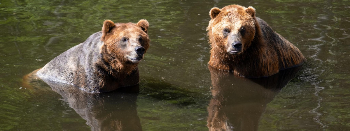 Fortress Of The Bear Sitka