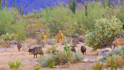 White Tank Mountain Regional Park  – provided by Visit Phoenix/Maricopa County Parks and Recreation Department