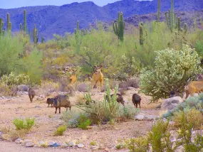 White Tank Mountain Regional Park  | White Tank Mountain Regional Park |   – provided by Visit Phoenix/Maricopa County Parks and Recreation Department
