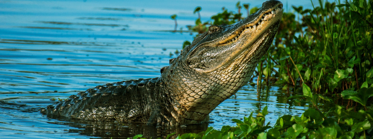 "Sunshine State" Florida