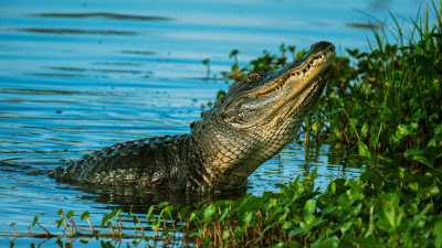 Alligator in den Everglades  – provided by Explorer World of Travel