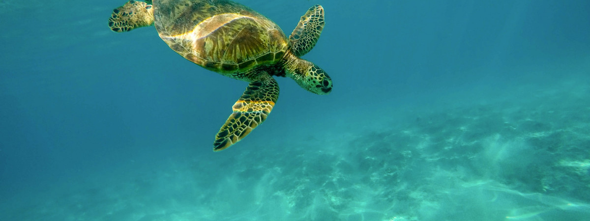 Schildkröte auf Oahu