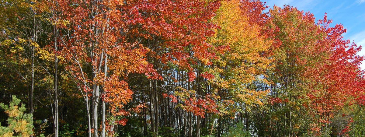 Indian Summer - Massachusetts, Maine & Kanada - Fall Foliage Kreuzfahrt mit NCL