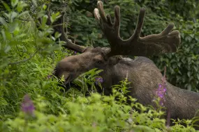 Moose eating fireweed  | Moose eating fireweed |   – Carl Johnson / Visit Anchorage