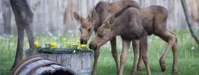 Two moose calves inspect a flower pot in an Anchorage backyard.  | Two moose calves inspect a flower pot in an Anchorage backyard. |   – Michael Dinneen / Visit Anchorage