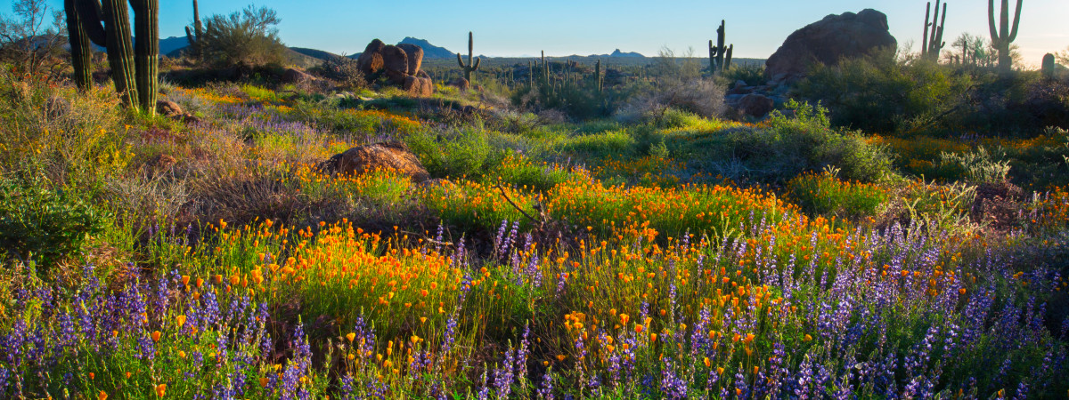 Granite Mountain Loop Trail at the McDowell Sonoran Preserve