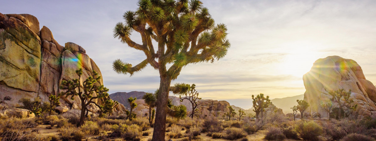 Joshua Tree National Park