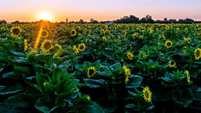 Sonnenblumenfelder, Yolo County  – provided by Visit Yolo County