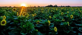 Sonnenblumenfelder, Yolo County  | Sonnenblumenfelder, Yolo County |   – provided by Visit Yolo County