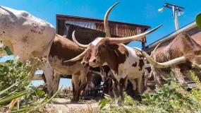 Hero Display Image   – provided by Travel Texas