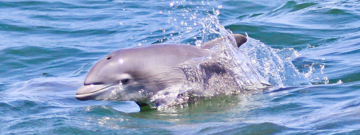 Atlantic City Cruises - Delfin Watching  Tour