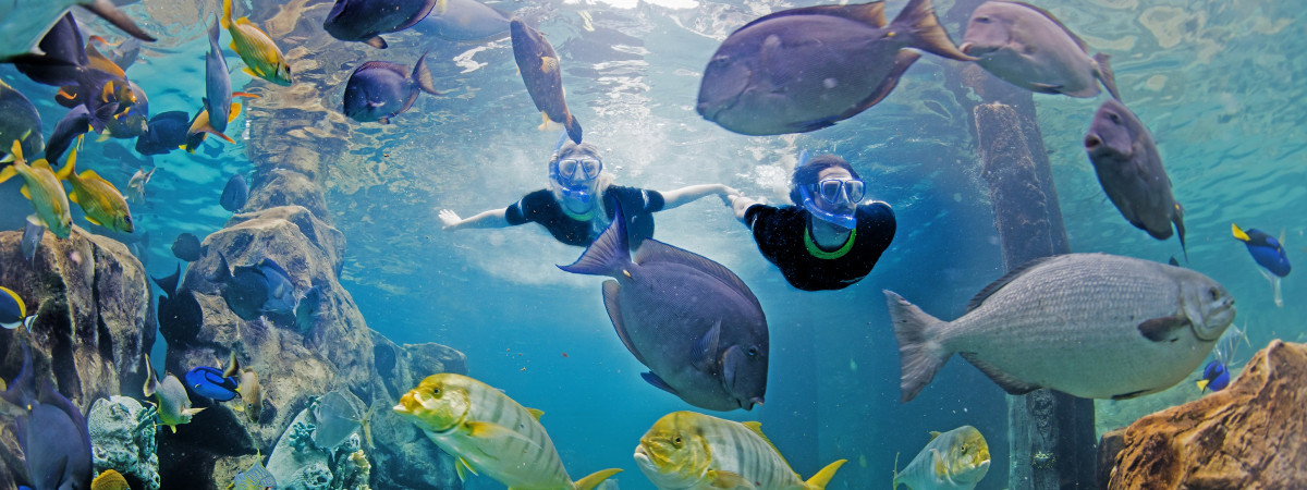 The Grand Reef in Discovery Cove Orlando