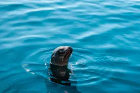 Hero Display Image   – © 2022 SeaWorld Parks & Entertainment, Inc. All Rights Reserved.