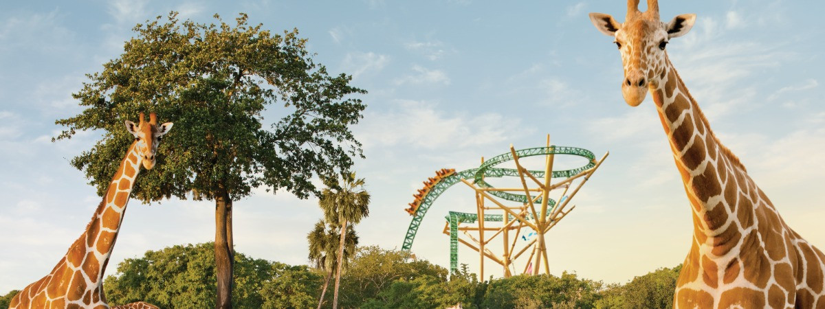 Serengethi Plain in Busch Gardens Tampa Bay