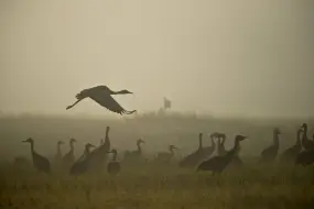 Sandhill cranes gather in the morning fog at Creamer's Field Migratory Waterfowl Refuge.  | Sandhill cranes gather in the morning fog at Creamer's Field Migratory Waterfowl Refuge. |   – Sherman Hogue / Explore Fairbanks Alaska
