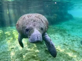 Hero Display Image   – provided by Discover Crystal River