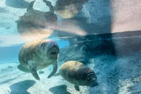 Hero Display Image   – provided by Discover Crystal River