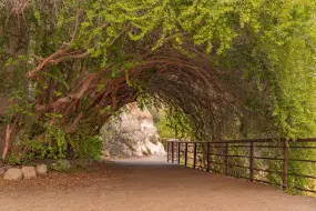 Superior - Boyce Thompson Arboretum - Catwalk  | Superior - Boyce Thompson Arboretum - Catwalk |   – Boyce Thompson Arboretum