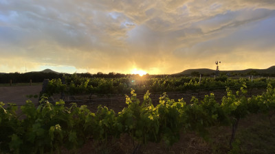 Bruzzi Vineyard  – Courtesy of Bruzzi Vineyard