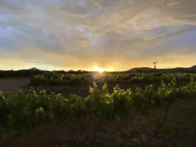 Bruzzi Vineyard  | Bruzzi Vineyard |   – Courtesy of Bruzzi Vineyard