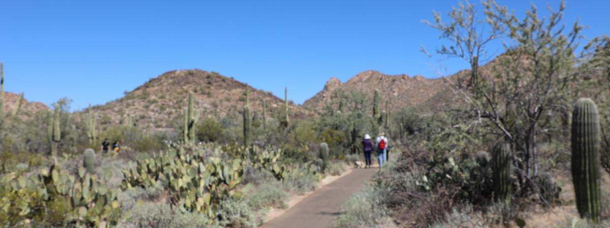 Saguaro National Park, Tucson