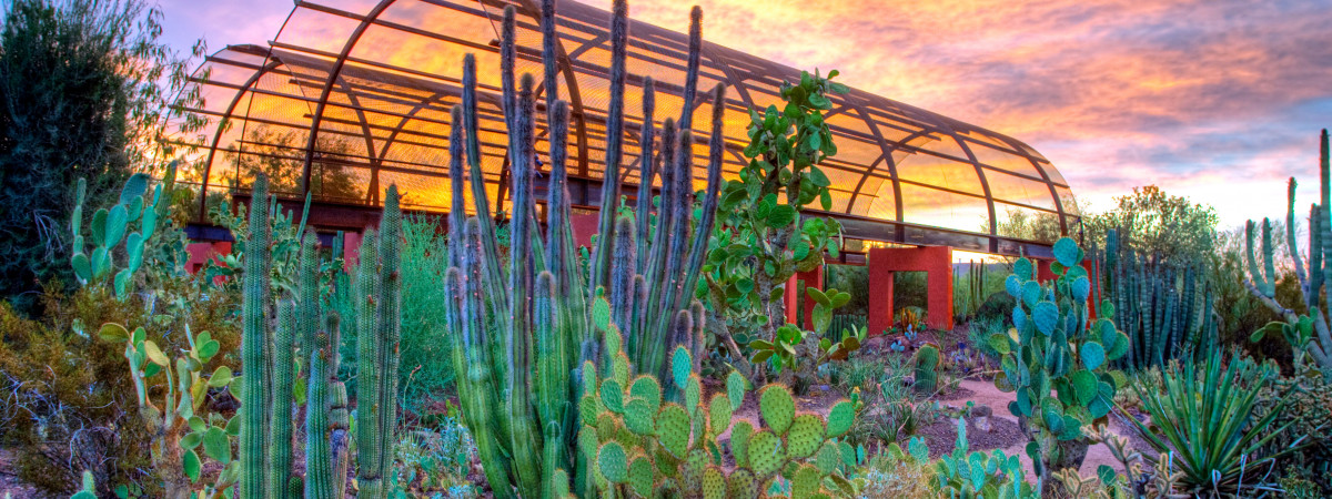 Desert Discovery Trail im Desert Botanical Garden