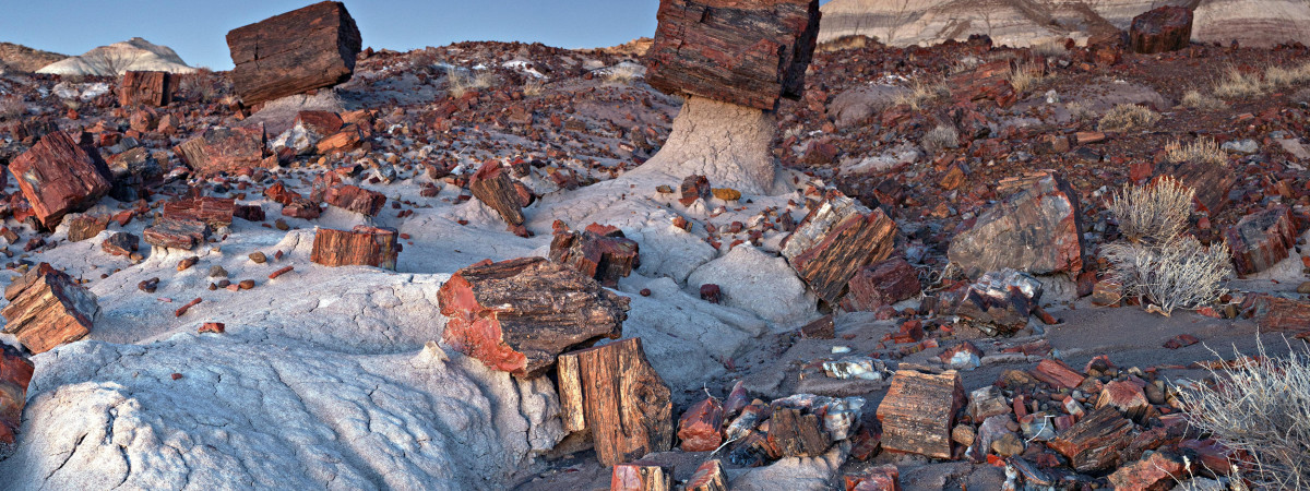 Petrified Forest - Jasper Forest