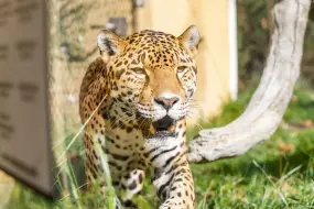 Elmwood Park Zoo, Morristown  | Elmwood Park Zoo, Morristown |   – provided by The Countryside of Philadelphia