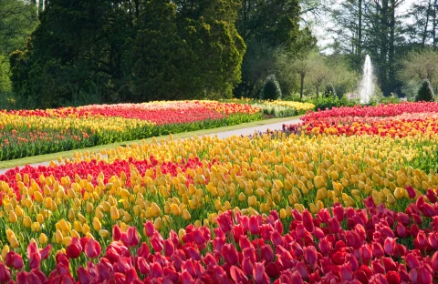 Tulpengärten in den Longwood Gardens  | Tulpengärten in den Longwood Gardens |   – provided by The Countryside of Philadelphia