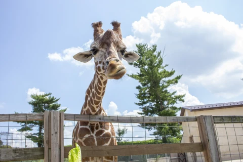 Elmwood Park Zoo, Norristown  | Elmwood Park Zoo, Norristown |   – provided by The Countryside of Philadelphia