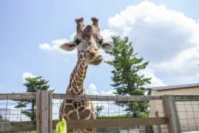 Elmwood Park Zoo, Norristown  | Elmwood Park Zoo, Norristown |   – provided by The Countryside of Philadelphia