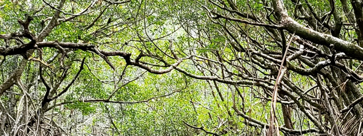 Floridas wilde Seite entdecken – Auf nach Chokoloskee