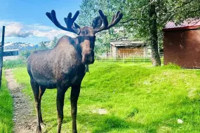 Hero Display Image   – provided by Holland America Line