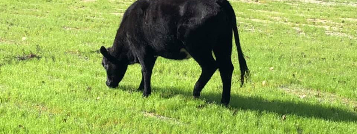 Cow Plop Bingo