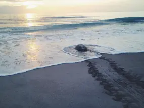 Sea Turtle Conservation  | Sea Turtle Conservation |   – provided by Coastal Connections Inc