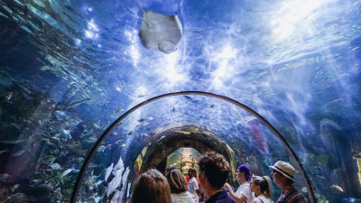 Audubon Aquarium  – Credit Paul Broussard