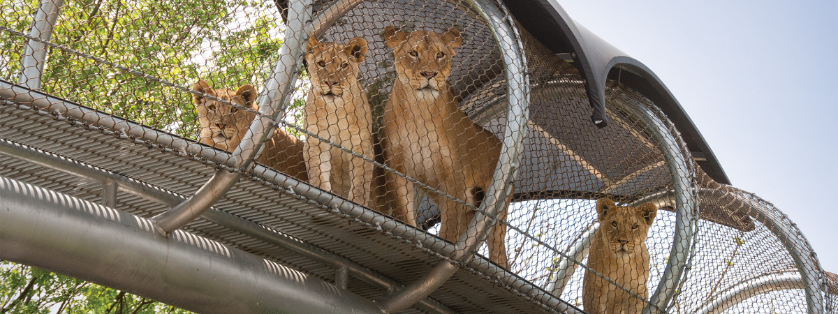 Afrikanische Löwenkinder in ihren Big Cat Crossing Laufwegen im Philadelphia Zoo.