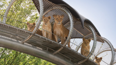 Afrikanische Löwenkinder in ihren Big Cat Crossing Laufwegen im Philadelphia Zoo.  – provided by Discover Philadelphia