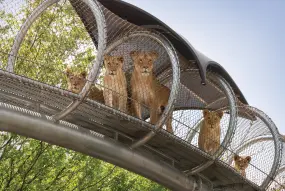 Afrikanische Löwenkinder in ihren Big Cat Crossing Laufwegen im Philadelphia Zoo.  | Afrikanische Löwenkinder in ihren Big Cat Crossing Laufwegen im Philadelphia Zoo. |   – provided by Discover Philadelphia