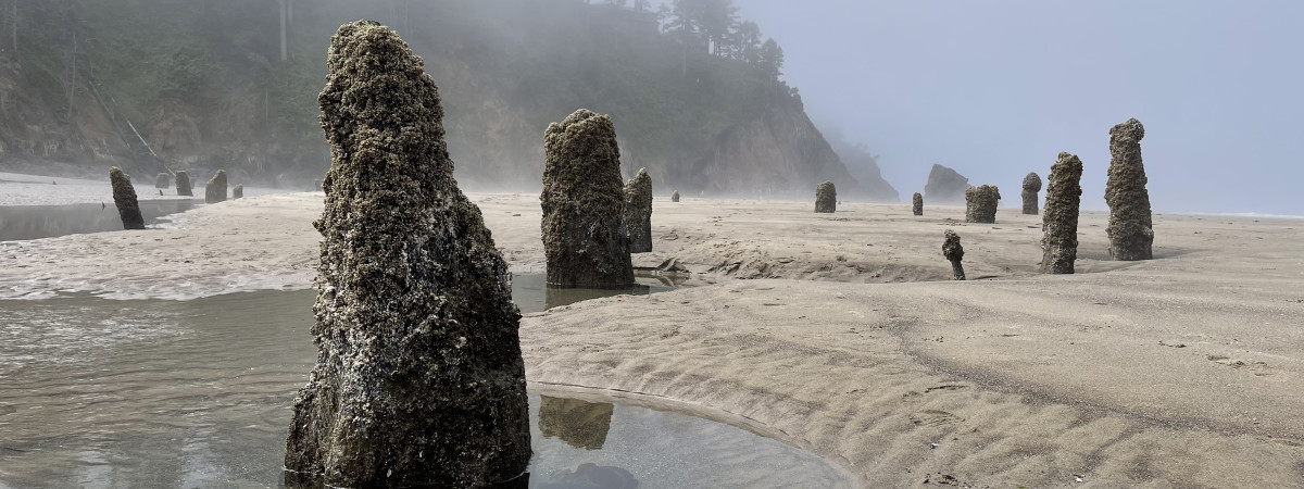 Der Neskowin Ghost Forest im US-Bundesstaat Oregon