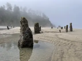 Der Neskowin Ghost Forest im US-Bundesstaat Oregon  | Der Neskowin Ghost Forest im US-Bundesstaat Oregon |   – (c) Travel Oregon