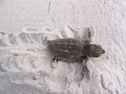 Hero Display Image   – provided by Bradenton Gulf Islands