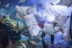 Hero Display Image   – provided by New Orleans & Company