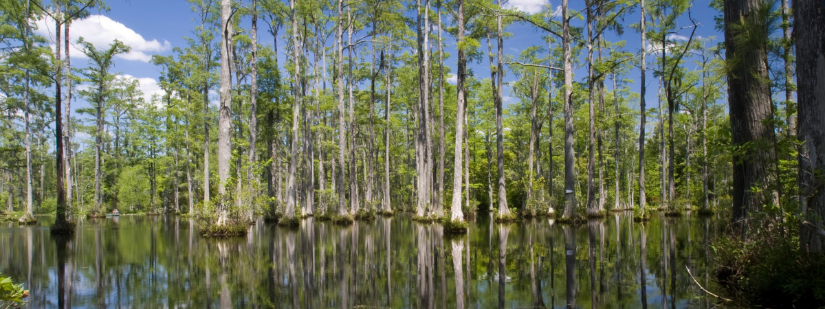 Cypress Gardens