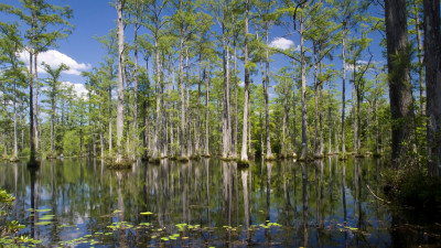 Cypress Gardens  – provided by South Carolina Tourism