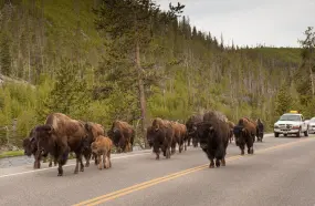 Bison at Yellowstone National Park  | Bison at Yellowstone National Park |   – provided by Montana Office of Tourism