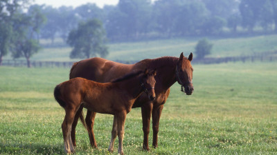 Hero Display Image  – provided by Kentucky Tourism